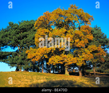 Sutton Park Sutton Coldfield Birmingham West Midlands Oak tree in un paese park Foto Stock