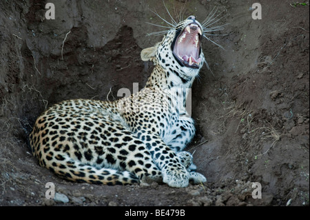 Leopard (Panthera pardus), Tuli Block, Botswana Foto Stock