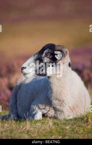 Una pecora mangiare vicino a Heather nel North York Moors National Park, North Yorkshire, Inghilterra, Regno Unito Foto Stock