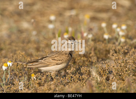 Crested lark (Galerida cristata) Foto Stock