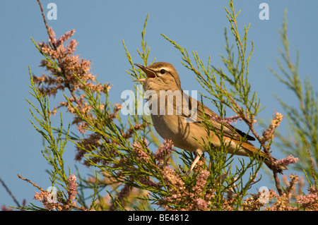 Rufous bush robin (Cercotrichas galactotes) Foto Stock