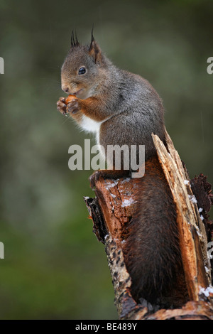 Scoiattolo rosso Foto Stock