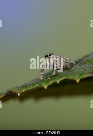 Zebra jumping spider Salticus scenicus Foto Stock