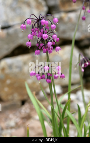 Nodding Cipolla Rosa, Cipolla Selvatica, Leek Della Signora, Cernuum Dell'Allium, Alliaceae. Nord America Foto Stock