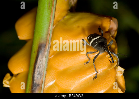 Scalaris Cholus, curculione, famiglia, Curculionidae ordine Coleoptera, su un fiore giallo. Fotografato in Costa Rica. Foto Stock