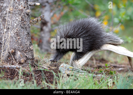 Nuovo Mondo istrice, North American Porcupine (Erethizon dorsatum). Giovane camminando sulla terra. Foto Stock