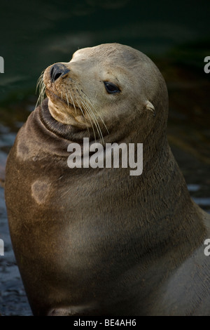 Il leone marino della California (Zalophus californianus) - Oregon - USA Foto Stock