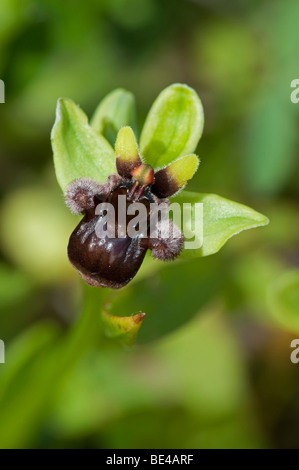 Bumblebee Orchidea (Ophrys bombyliflora) Foto Stock