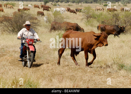 Cowboy su una moto la guida del bestiame, Longreach, Outback Queensland, Australia Foto Stock