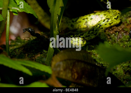 Un bambino nero-screziato palm rattlesnakes (Bothriechis nigroviridis) nel cloud foreste di Monteverde in Costa Rica. Foto Stock