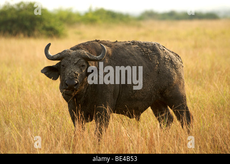 Buffalo in Queen Elizabeth National Park in Uganda occidentale. Foto Stock
