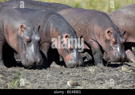 Ippopotami (Hippopotamus amphibius) presso il fiume Chobe, Chobe National Park, Botswana, Africa Foto Stock