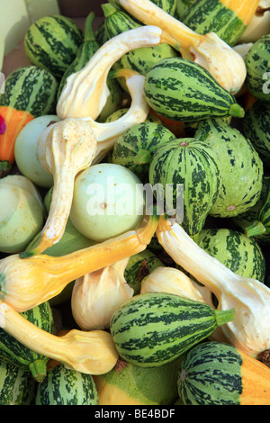 Visualizzazione di schiacciamento sul mercato per stallo decoratation stagionali a marche al posto Alphonse Pierru, St Valery sur Somme, Somme Foto Stock