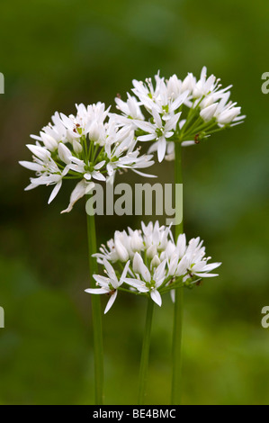 Ramsons (Allium ursinum), Pielach vicino a Loosdorf, Austria superiore, Europa Foto Stock