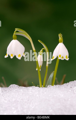 Il simbolo del fiocco di neve di primavera (Leucojum vernum), Schwaz, in Tirolo, Austria, Europa Foto Stock