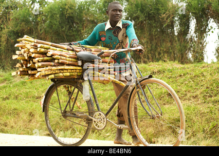 L'uomo il trasporto di canna da zucchero su una bicicletta in Uganda. Foto Stock
