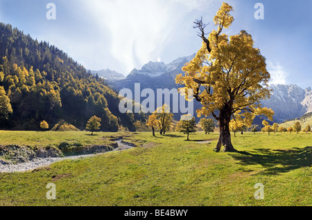 Incandescente autunnale di acero, montagne coperte di neve, creek letto, Grosser Ahornboden, Karwendel, Austria, Europa Foto Stock