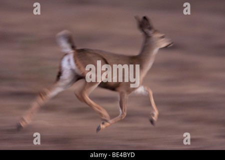 Mule Deer (Odocoileus hemionus), di vitello, di Point Reyes National Seashore, CALIFORNIA, STATI UNITI D'AMERICA Foto Stock