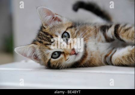 Funny animals piccolo ma bellissimo gattino giocoso Foto Stock