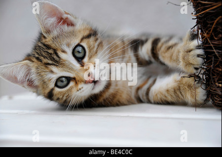 Funny animals piccolo ma bellissimo gattino giocoso Foto Stock