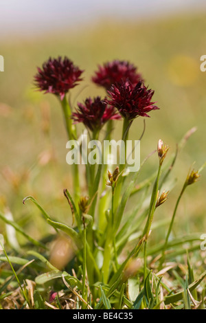 Specie di orchidee (Nigritella nigra), Schneeberg, Austria Inferiore, Austria, Europa Foto Stock