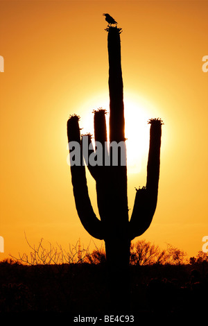 Parco nazionale del Saguaro East, Rincon Mountain District, Tucson, Arizona, USA, America del Nord Foto Stock