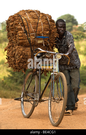 L'uomo spingendo una bicicletta laden con il tabacco in Uganda. Foto Stock