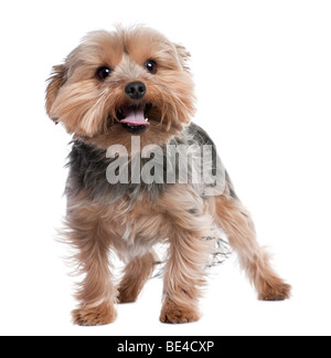 Yorkshire Terrier ansimando, 2 anni, di fronte a uno sfondo bianco, studio shot Foto Stock
