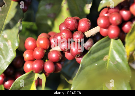 La maturazione dei chicchi di caffè in una piantagione di caffè, Uberlandia, Minas Gerais, Brasile, Sud America Foto Stock