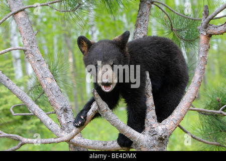 American Black Bear (Ursus americanus). Quattro mesi di arrampicata cub un pino per essere sicuro. Foto Stock