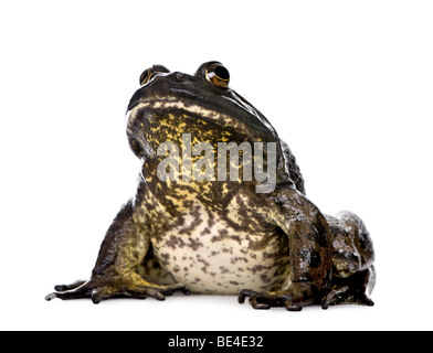 Bullfrog, Rana catesbeiana, contro uno sfondo bianco, studio shot Foto Stock