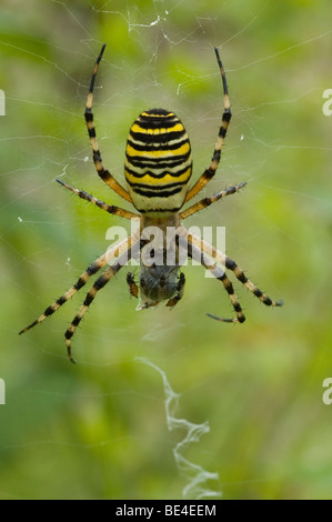 Wasp spider (Argiope bruennichi) Foto Stock