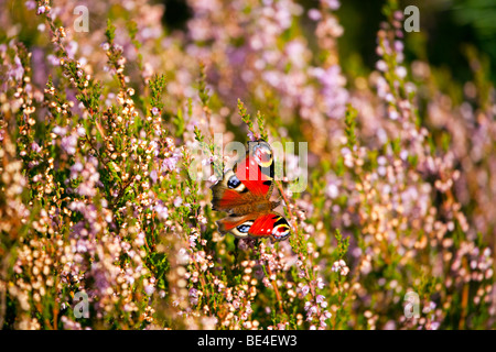 Farfalla pavone in appoggio in sun a Scottish heather Foto Stock