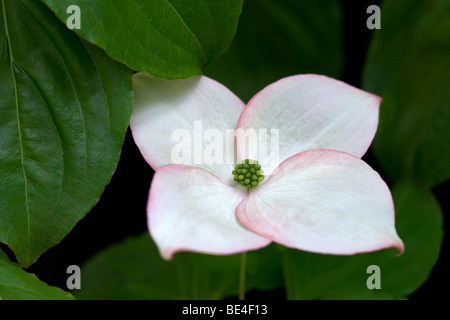 Close up sanguinello blossoms. Oregon Foto Stock