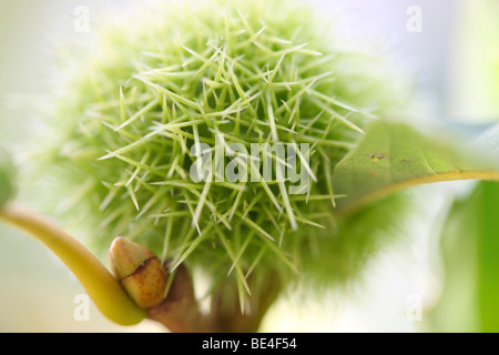 Henrys castagno castanea Henryi frutta - fine art Jane-Ann fotografia fotografia Butler JABP591 Foto Stock