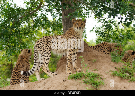 Giovani ghepardo (Acinonyx jubatus), Hoedspruit specie in via di estinzione centro, Kapama, Sud Africa Foto Stock