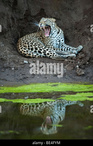 Leopard (Panthera pardus), Tuli Block, Botswana Foto Stock