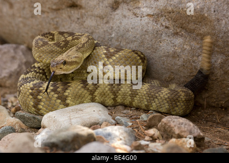 Nero-tailed Rattlesnake (Crotalus molossus) - Chiricahua Mountains - Arizona - Mostra sonaglio e lingua Foto Stock