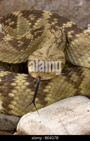 Nero-tailed Rattlesnake (Crotalus molossus) - Chiricahua Mountains - Arizona - 'Smelling' o 'degustazione' l'aria con la sua linguetta Foto Stock