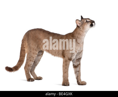 Puma cub, Puma concolor, 1 anno di età, in piedi contro uno sfondo bianco, studio shot Foto Stock