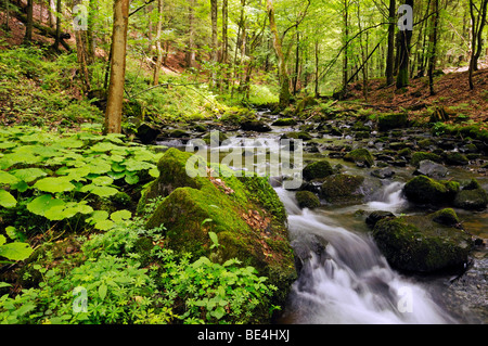 Foresta nella valle Vessertal, Biosphaerenreservat Vessertal-Thueringer Wald, riserva della biosfera Vesser valle-Thuring Foto Stock
