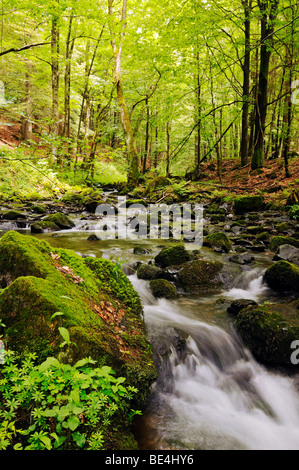 Foresta nella valle Vessertal, Biosphaerenreservat Vessertal-Thueringer Wald, riserva della biosfera Vesser valle-Thuring Foto Stock