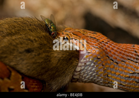 Il mais Snake (Elaphe guttata guttata) mangia Mouse - Captive - USA Foto Stock