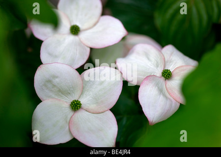 Close up sanguinello blossoms. Oregon Foto Stock