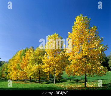 Giovani alberi di Acero (Acer) in autunno, fogliame autunnale, Germania, Europa Foto Stock