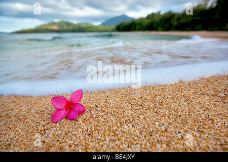 Red plumeria o frangipani sulla spiaggia. Kauai, Hawaii Foto Stock