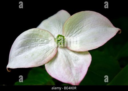 Close up sanguinello blossoms. Oregon Foto Stock