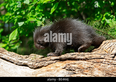 Nuovo Mondo istrice, North American Porcupine (Erethizon dorsatum). Giovane su un decadimento log. Foto Stock