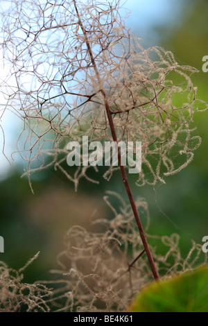 Il fumo Bush Cotinus coggygria estate per la stagione autunnale cambiare - fine art Jane-Ann fotografia fotografia Butler JABP590 Foto Stock