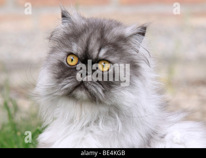 Grigio gatto persiano, ritratto Foto Stock